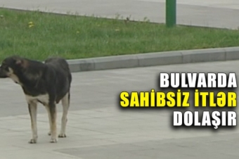 <span style="color:red;">Bakı Bulvarında biabırçılıq : Sürü ilə sahibsiz itlər dolaşır - <span style="color:red;">VİDEO 