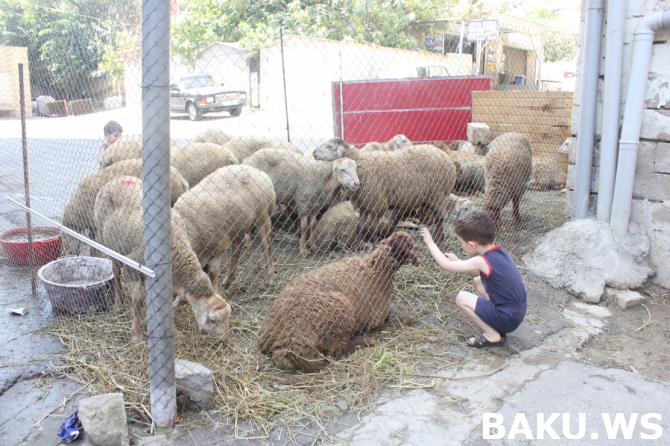Qurbanlıq qoyunları bu ünvanlardan ala bilərsiniz - <span style="color:red;">NAZİRLİK 