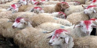 Qurbanlıq ətin qiyməti neçəyədir? - <span style="color:red;">VİDEO 