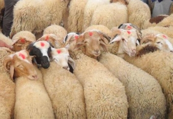 “Kənddən Şəhərə” yarmarkalarında qurbanlıq qoyunlar bu qiymətlərə satılır