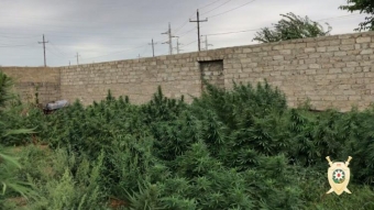 Azərbaycanda 1 tona yaxın narkotik aşkar olundu 