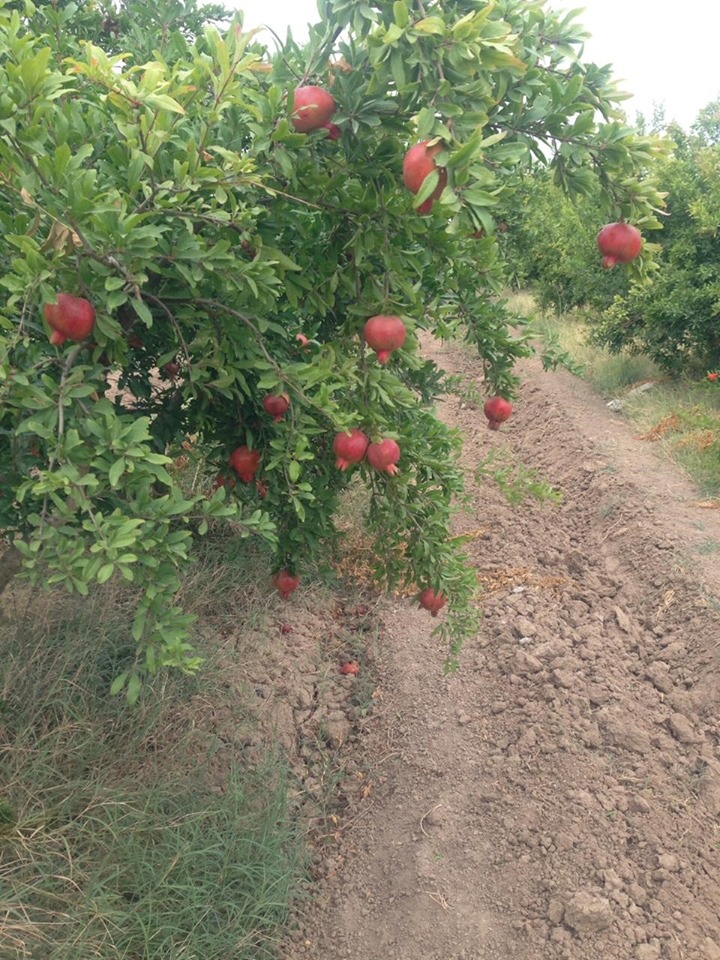 Bu rayonun nar bağlarında zərərvericilər aşkarlandı