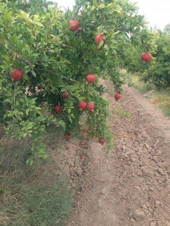 Bu rayonun nar bağlarında zərərvericilər aşkarlandı