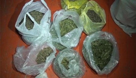 Həyətində 80 kq-dan artıq narkotik vasitə yetişdirib