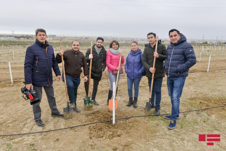 “APA Group” Nəsiminin 650 illik yubileyi münasibətilə keçirilən ağacəkmə aksiyasında