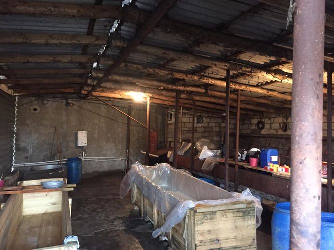 Pendir istehsal edən sexin fəaliyyəti məhdudlaşdırıldı - FOTOLENT