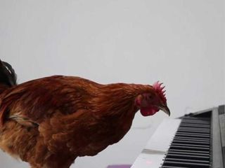 Tələbə toyuğa pianinoda  çalmağı öyrətdi - VİDEO