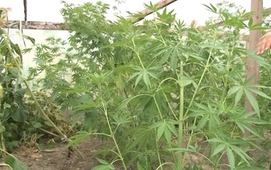 Keçmiş məhkum saxlanıldı: <span style="color:red;">heroin, marixuana, çətənə... 