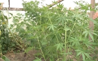 Keçmiş məhkum saxlanıldı: <span style="color:red;">heroin, marixuana, çətənə... 