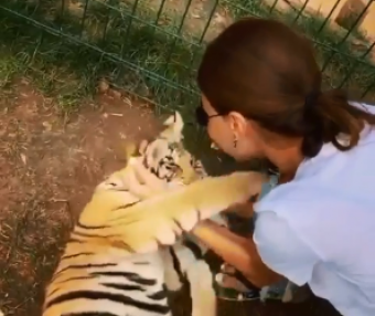 Azərbaycanlı müğənni vəhşi heyvanla - <span style="color:red;">VİDEO 