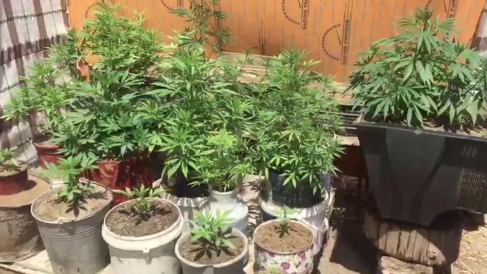 Külli miqdarda narkotik vasitələr dövriyyədən çıxarılıb