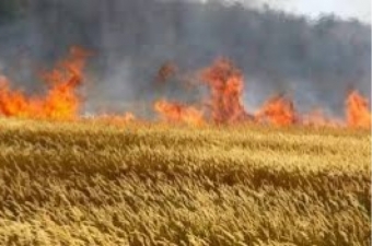 Ağsuda da 3 hektar taxıl sahəsi kül oldu