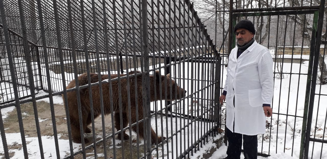 Qonur ayı vəhşi təbiətə buraxılacaq