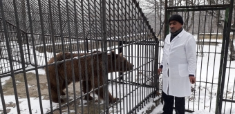 Qonur ayı vəhşi təbiətə buraxılacaq