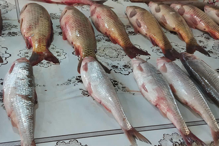 Bu il üçün balıq ovunun kvotası müəyyənləşdi