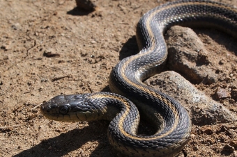 "Azərbaycanda ilanların hücumlarının sayı artıb" - Zoologiya İnstitutu 