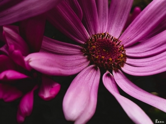 <b>Təbiətdən bizə baxan gözəllik - <span style="color:red;">FOTOLENT </b>