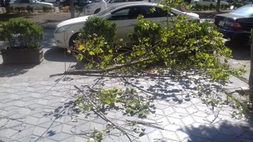 Bakıda küləyin aşırdığı ağac maşının üzərinə düşdü