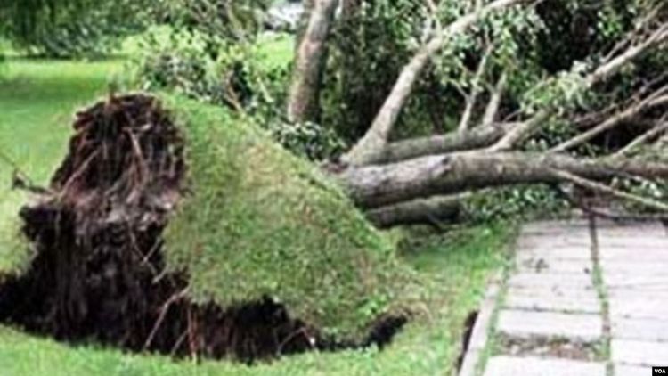 Güclü külək bu qədər ağacı aşırıb və qəzalı vəziyyətə salıb