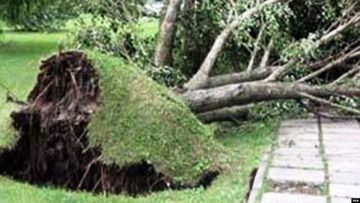 Güclü külək bu qədər ağacı aşırıb və qəzalı vəziyyətə salıb