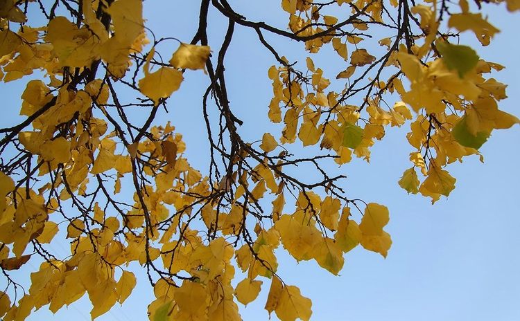 Sabah temperatur dəyişəcək - PROQNOZ 