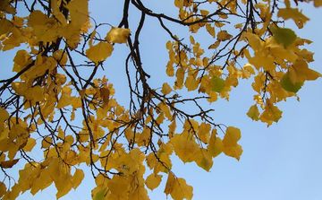 Sabah temperatur dəyişəcək - PROQNOZ 