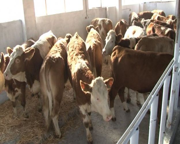 Keçmiş məhkumların dəstəsi fermaya basqın etdi