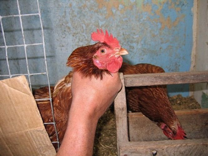 Bakıda quş oğurlayan iki qardaş saxlanıldı