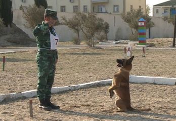 DSX-də təlim itlərinin yarışı - FOTO