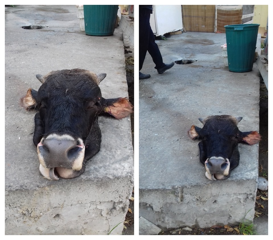 Bakıdakı qəssabxana ilə bağlı araşdırmalara başlanılıb - RƏSMİ