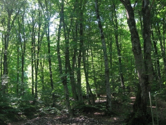Sənaye əhəmiyyətli meşələr salınacaq - <span style="color:red;">RƏSMİ 