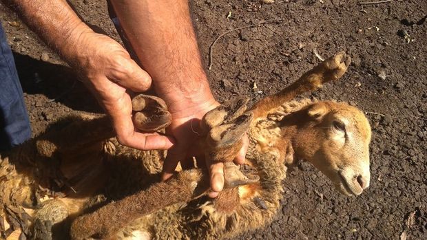 Lənkəranda heyvanlar arasında xəstəlik yoxdur - <span style="color:red;">RƏSMİ   