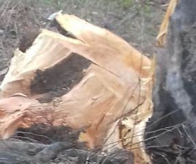 Lerik meşələrinə qənim kəsilən kimlərdir? – “Onlar yenidən iş başındadırlar” - FOTO - VİDEO