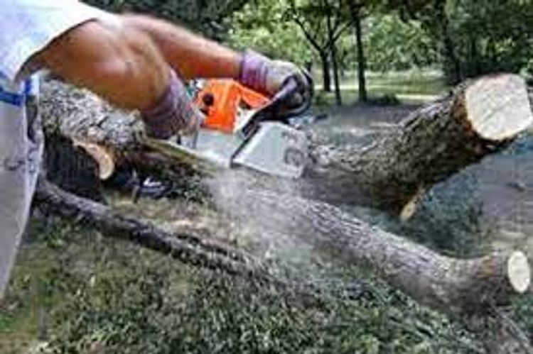 Obyekt tikmək üçün sərv ağaclarını doğradı