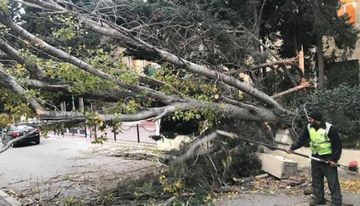  Güclü külək daha çox bu rayonlarında ağacları aşırdı