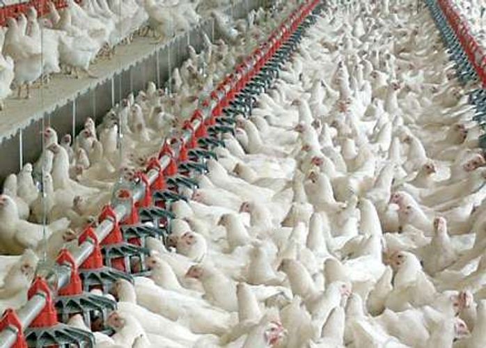 Ətrafa iy yayan fermanın rəhbərliyinə xəbərdarlıq edilib