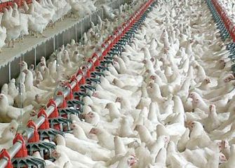 Ətrafa iy yayan fermanın rəhbərliyinə xəbərdarlıq edilib