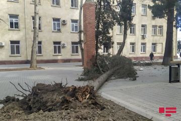 Gəncədə güclü külək ağacları aşırdı