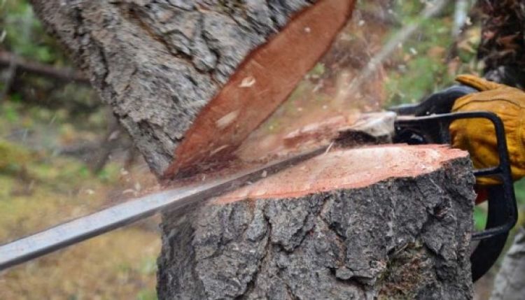 Bakıda ağacları kəsən şirkət məhkəməyə verildi