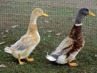 Çin Pakistana 100 min ördək göndərir – DƏSTƏK ÜÇÜN