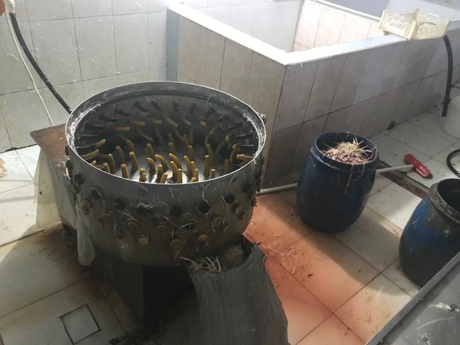 Bakıda quş kəsilən sexdən iyrənc görüntülər  - FOTOLENT