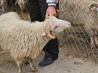 Oğurluq edən qardaşlar saxlanıldı