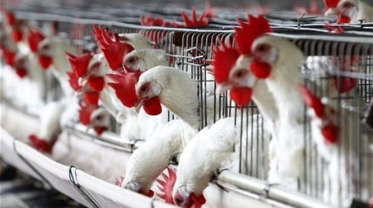 Azərbaycana toyuq məhsullarının idxalına məhdudiyyət qoyuldu - RƏSMİ