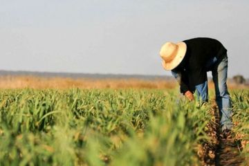 Hansı fermerlər sərbəst gəzə biləcək?