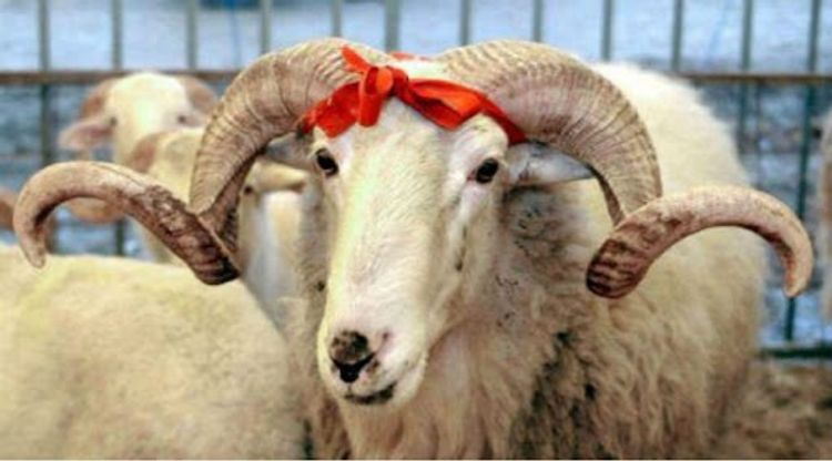 “Qurban bayramı ilə bağlı tədbirlər planı hazırlanır” - RƏSMİ