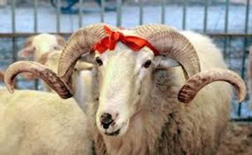 Qurban bayramının vaxtı AÇIQLANDI