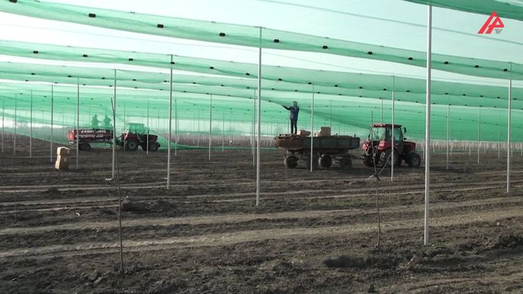 Qubada alternativ enerji ilə işləyən “ağıllı bağ” yaradılıb - VİDEO