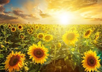 İlin ən qızmar günləri olacaq  DİQQƏTLİ OLUN