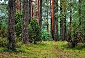 Mərkəzi Nəbatat Bağı meşələrin kompleks monitorinqini aparır