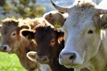 Azərbaycanda bu məhdudiyyət də aradan götürüldü